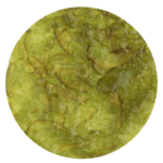 Arabeschi lima Pregel