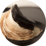 Pinopinguino negro Pregel