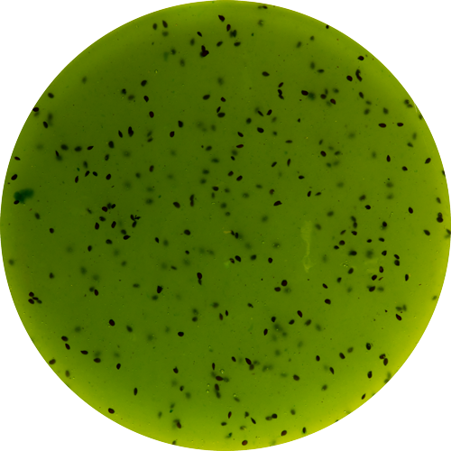 - Imported Image Salsa Dessert Topping kiwi Pregel - Imagen 1